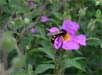rock rose and very large bee