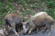 Wild Corsican piglets