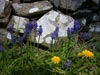Bluebells and Dandylions
