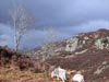 Silver Birch and the flank of Brund Fell