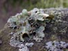 frosty lichen