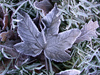 Sycamore leaf, painted in frost