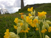 Cowslips with the mine in the background