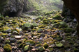 Soft light and mossy rocks in the bottom of the gorge