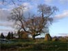 A knarled old tree at the druid circle